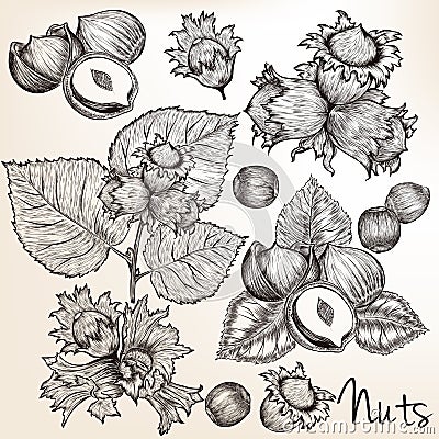 Collection of vector high detailed hand drawn nuts in engraved s Stock Photo