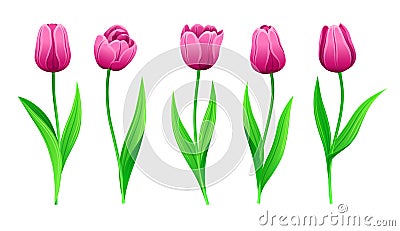 Collection Of Vector Pink Tulips With Stem And Green Leaves. Set Of Different Spring Rose Flowers. Isolated Tulip Cliparts Vector Illustration