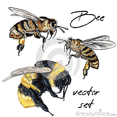 Collection of vector realistic bee, bumblebee in realistic watercolor hand drawn style. Realistic vintage style, insects macro Vector Illustration