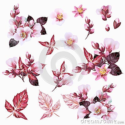 Collection of vector realistic cherry pink flowers Vector Illustration