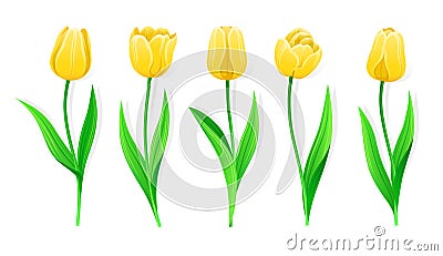 Collection Of Vector Yellow Tulips With Stem And Green Leaves. Set Of Different Spring Flowers. Isolated Tulip Cliparts Vector Illustration