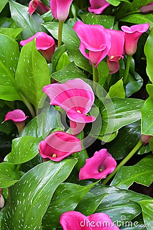 Collection of vibrant red infloresences of Zantedeschia sp. or Calla Lily plants Stock Photo