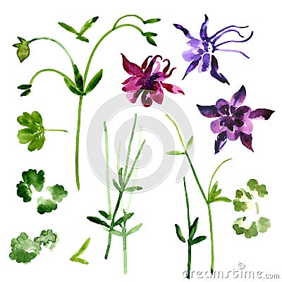 Collection of watercolor aquilegia flowers Vector Illustration