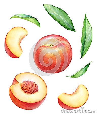 Collection of watercolor peach fruits Cartoon Illustration