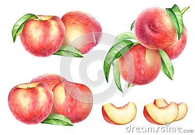 Collection of watercolor peach fruits with leaves Cartoon Illustration