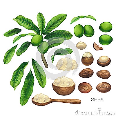 Collection of watercolor shea plants. Nuts, leaves and butter inside the woodeb bowl and spoon Stock Photo