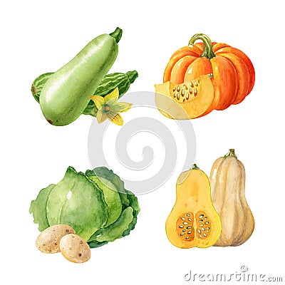 Collection of watercolor vegetables isolated on white background Cartoon Illustration