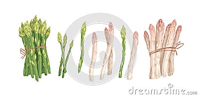 Collection of white and green asparagus stems and bound bunches isolated on white background. Set of raw fresh Vector Illustration