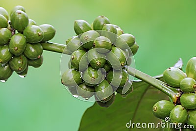 A collection of young green robusta coffee berries. Stock Photo