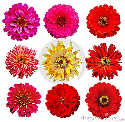 Collection of Zinnia elegans Stock Photo