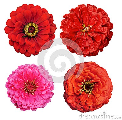 Collection of Zinnia elegans flowers Stock Photo