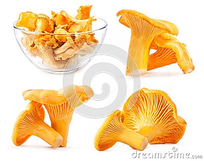 Collections of Edible wild mushroom chanterelle Stock Photo