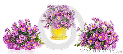 Collections of Purple autumn flowers Alpine aster Stock Photo