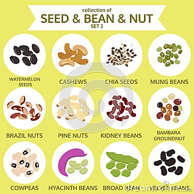 Collections of seed & bean & nut set two, food, vector Vector Illustration