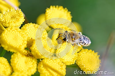 Colletes simulans or plasterer bee Stock Photo