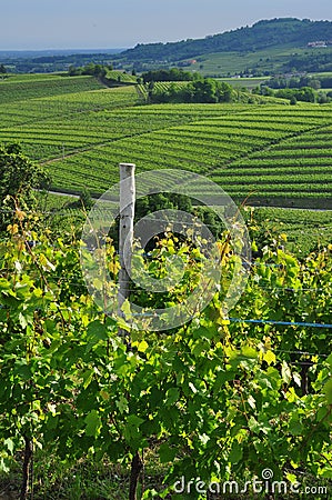 Colli Orientali del Friuli wine region, Italy. Hilly landscape Stock Photo