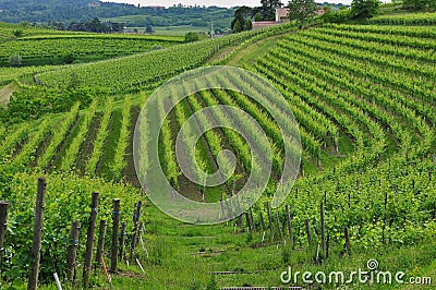 Colli Orientali del Friuli wine region, terraced fields, Italy Stock Photo