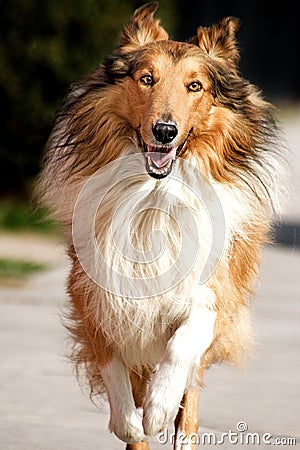 Collie Stock Photo