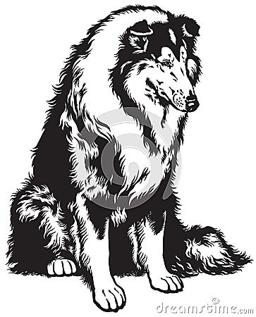 Collie black white Vector Illustration