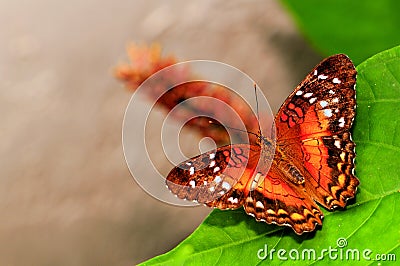 Collie butterfly standing on green leaf in aviary Stock Photo