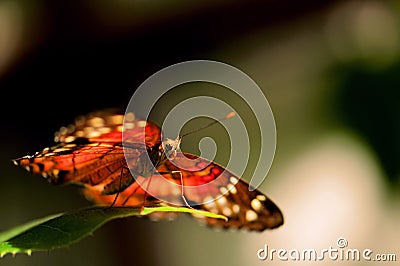 Collie butterfly standing on green leaf Stock Photo