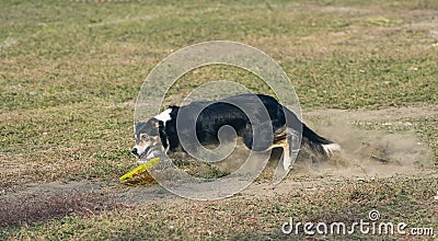 Collie catches a disc Stock Photo