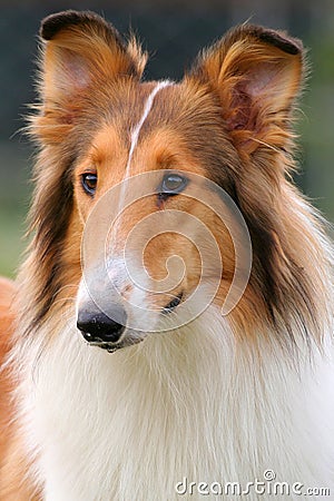 Collie dog Stock Photo