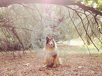 Collie Dog Stock Photo