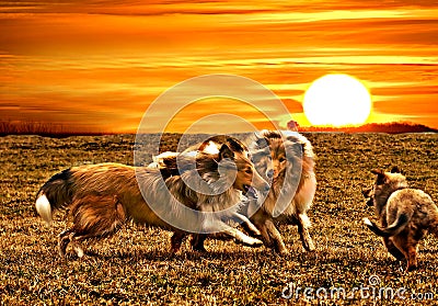 Collie dogs playing Stock Photo