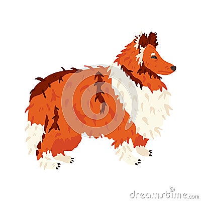 Collie long haired breed dog flat vector illustration Vector Illustration