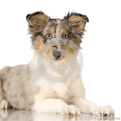 Collie puppy Stock Photo