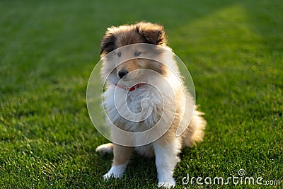 Collie puppy sitting down on green field at sunlight Stock Photo