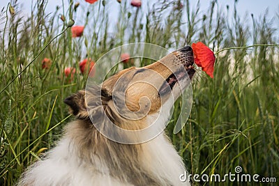 Collie sniffing the poppy Stock Photo