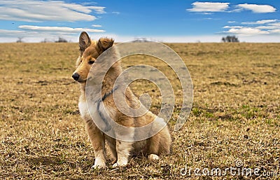 Collie whelp Stock Photo