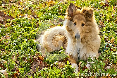 Collie whelp Stock Photo