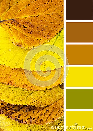 Collor palette of natural yellow autumn linden leaves Stock Photo