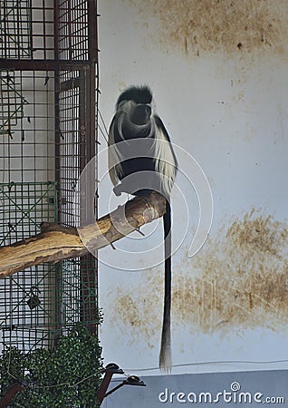 Colobus angolensis palliates monkey. Stock Photo