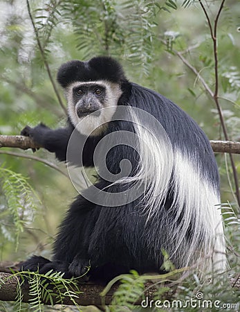 Colobus monkey sitting on a tree branch at Lake Naivasha Stock Photo