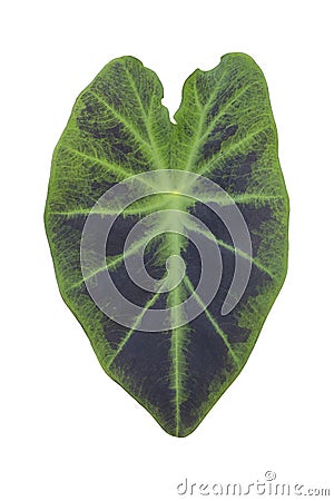 Colocasia Black Beauty leaf isolated on white background. Stock Photo