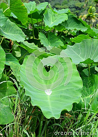 Colocasia Esculenta - Elephant-Ear Plant - Green Leaf with a Large Water Drop in Middle Stock Photo