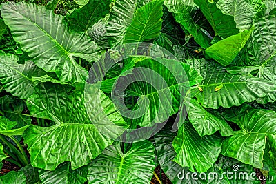 Colocasia esculenta field Stock Photo