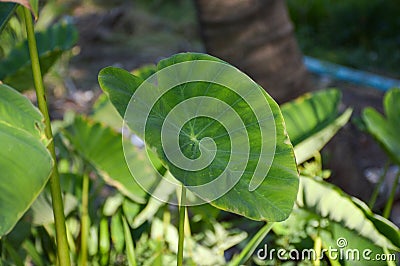 Colocasia esculenta leaves in nature garden Stock Photo