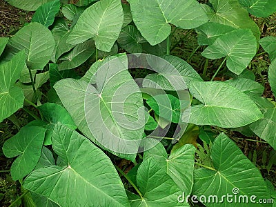 Colocasia esculenta or taro plants. Stock Photo