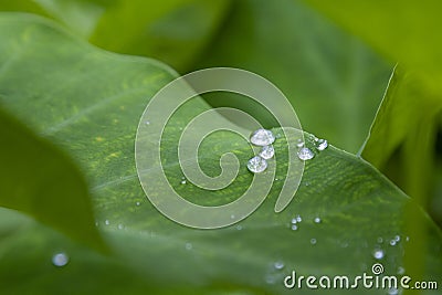 `The Colocasia leaf elephant-ear taro cocoyam dasheen Fresh water drops on a green colocasia esculenta leaf Aquatilis and drops of Stock Photo
