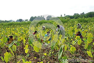 Colocasia plantation growing in the fields in India Editorial Stock Photo