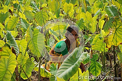 Colocasia plantation growing in the fields in India Stock Photo