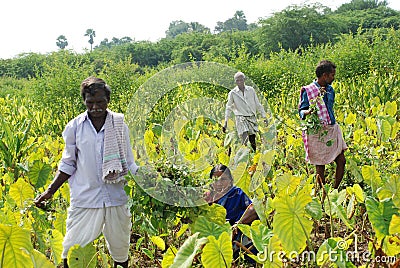 Colocasia plantation growing in the fields in India Editorial Stock Photo