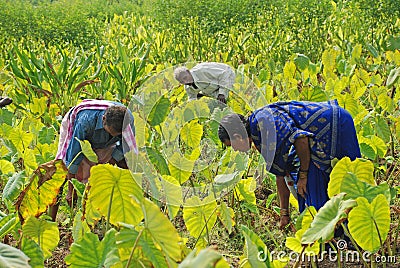 Colocasia plantation growing in the fields in India Editorial Stock Photo