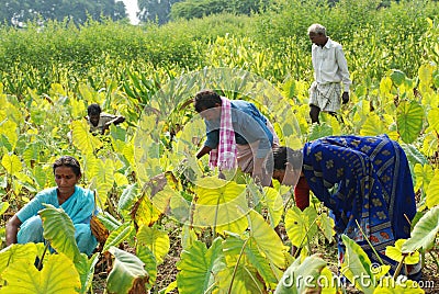 Colocasia plantation growing in the fields in India Editorial Stock Photo