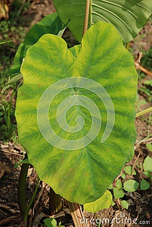 Colocasia plantation growing in the fields in India Stock Photo